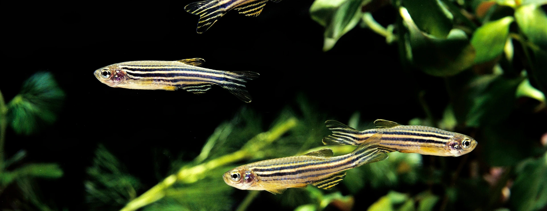 Zebra Fish, brachydanio rerio