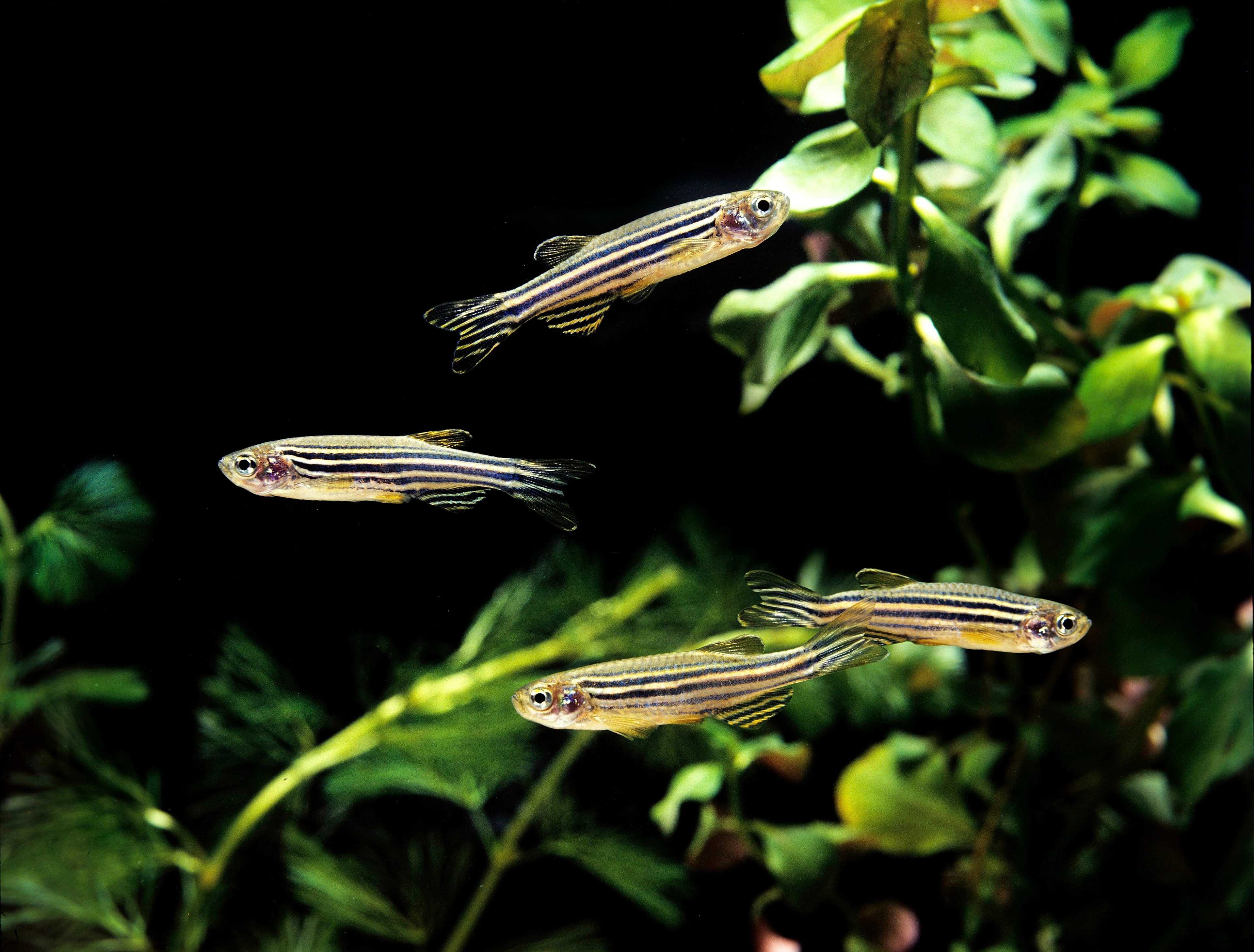 Zebra Fish, brachydanio rerio