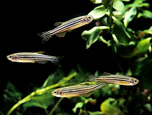 Zebra Fish, brachydanio rerio