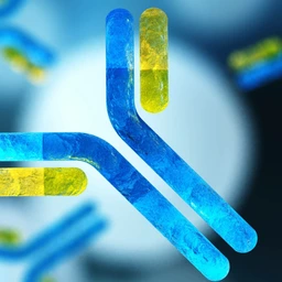 antibodies, immunoglobulins, the immune system