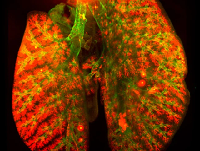 schmid-nanopartikel-lunge_630x473px