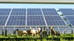 Pâturage ovin sous panneaux solaires