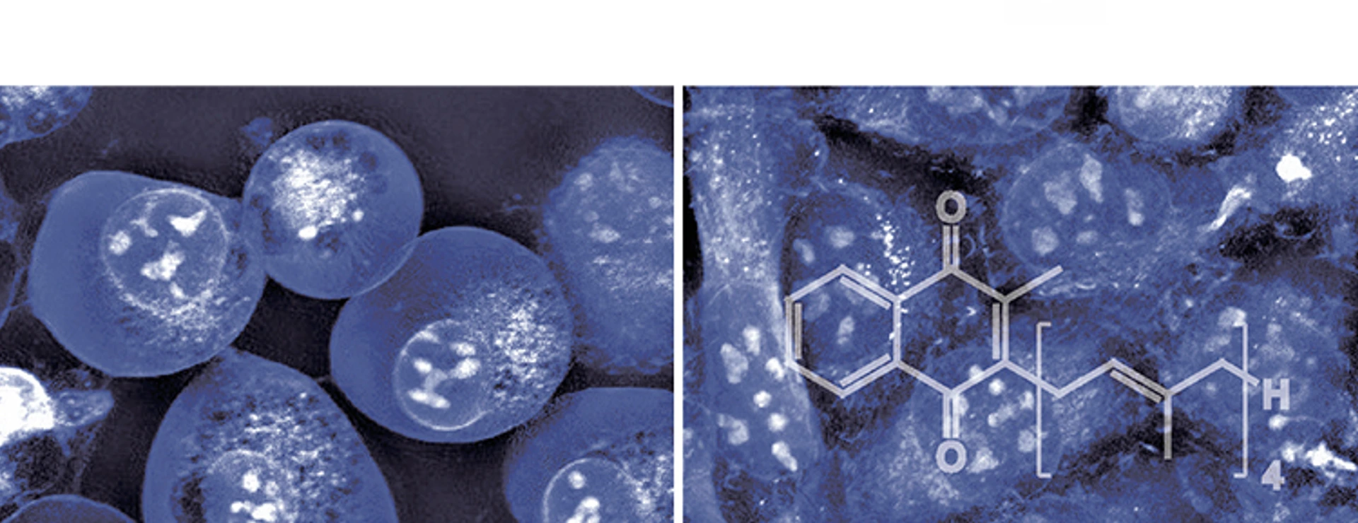 Vitamin K prevents cell death