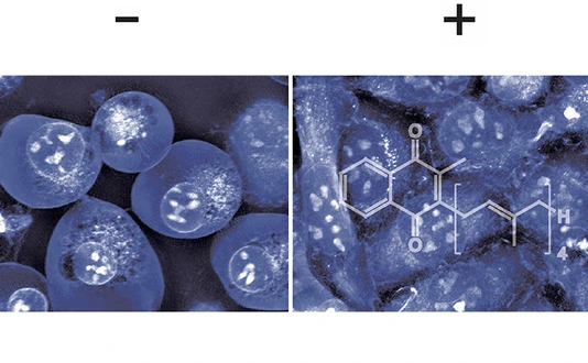 Vitamin K prevents cell death