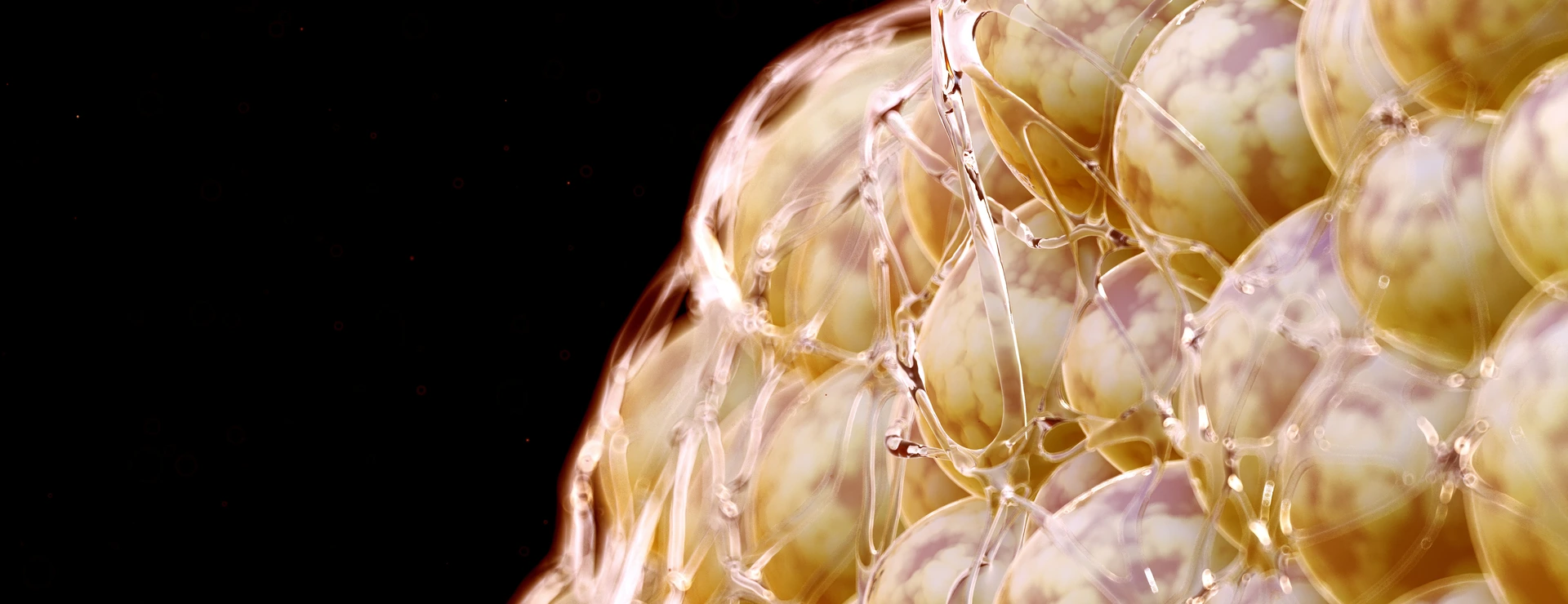 Illustration of human fat cells