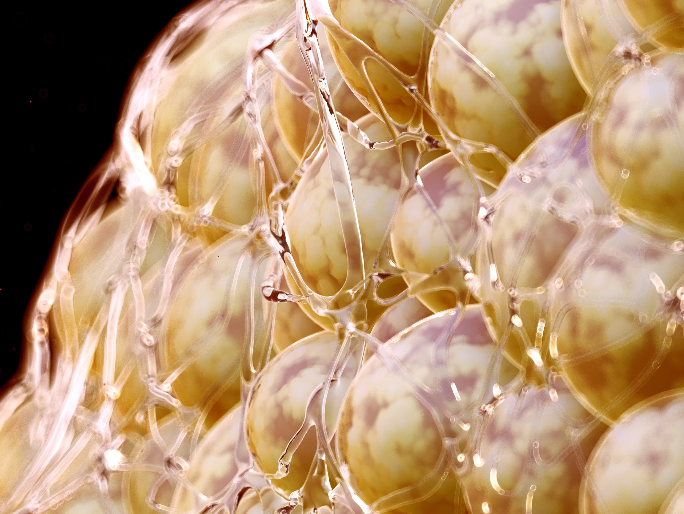 Illustration of human fat cells