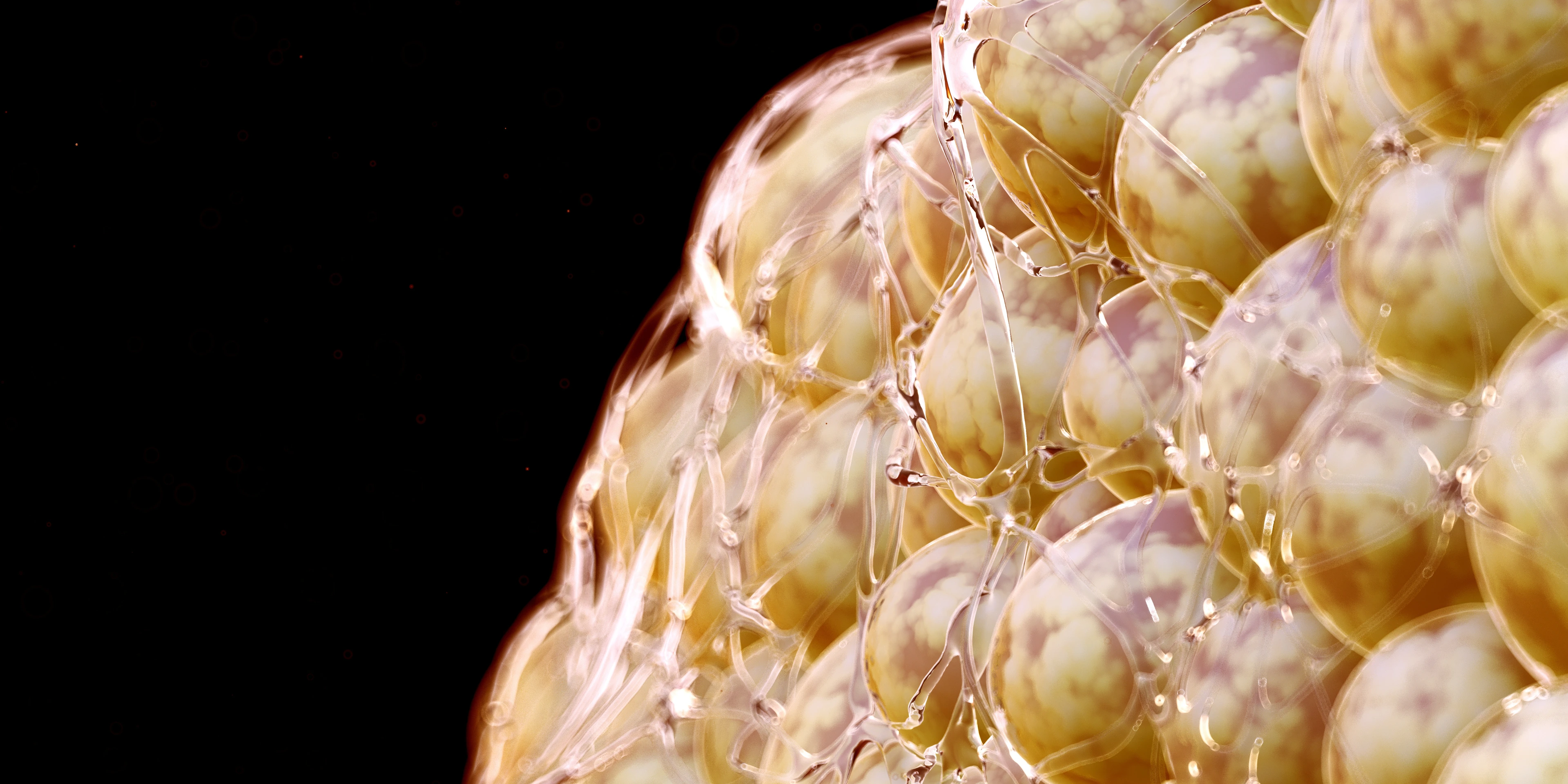 3D rendered illustration of human fat cells