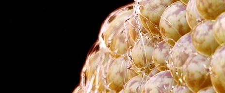 Illustration of human fat cells