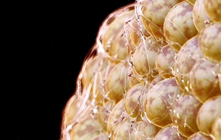 Illustration of human fat cells