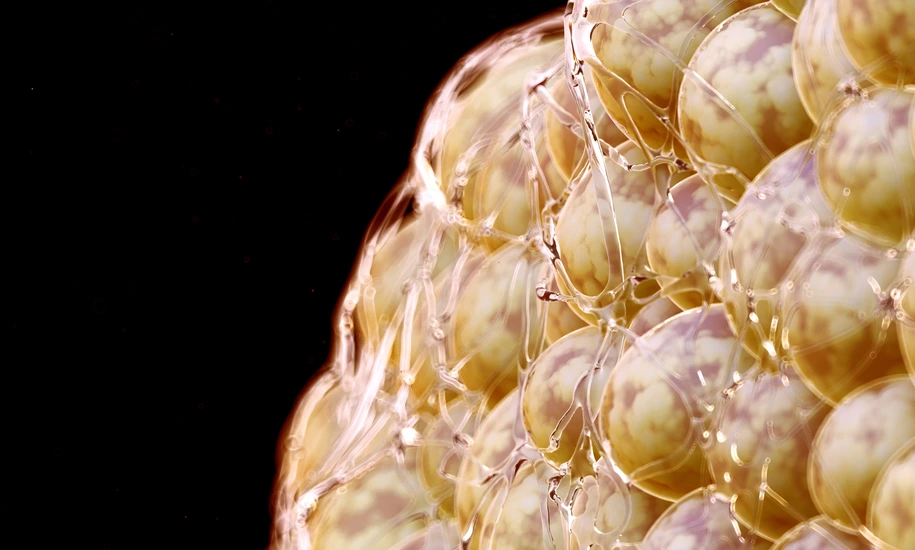 Illustration of human fat cells