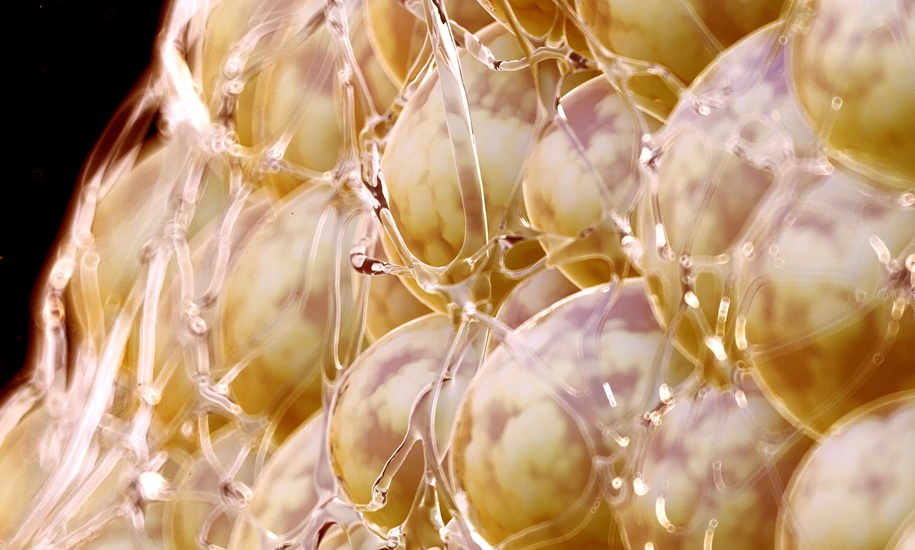 Illustration of human fat cells