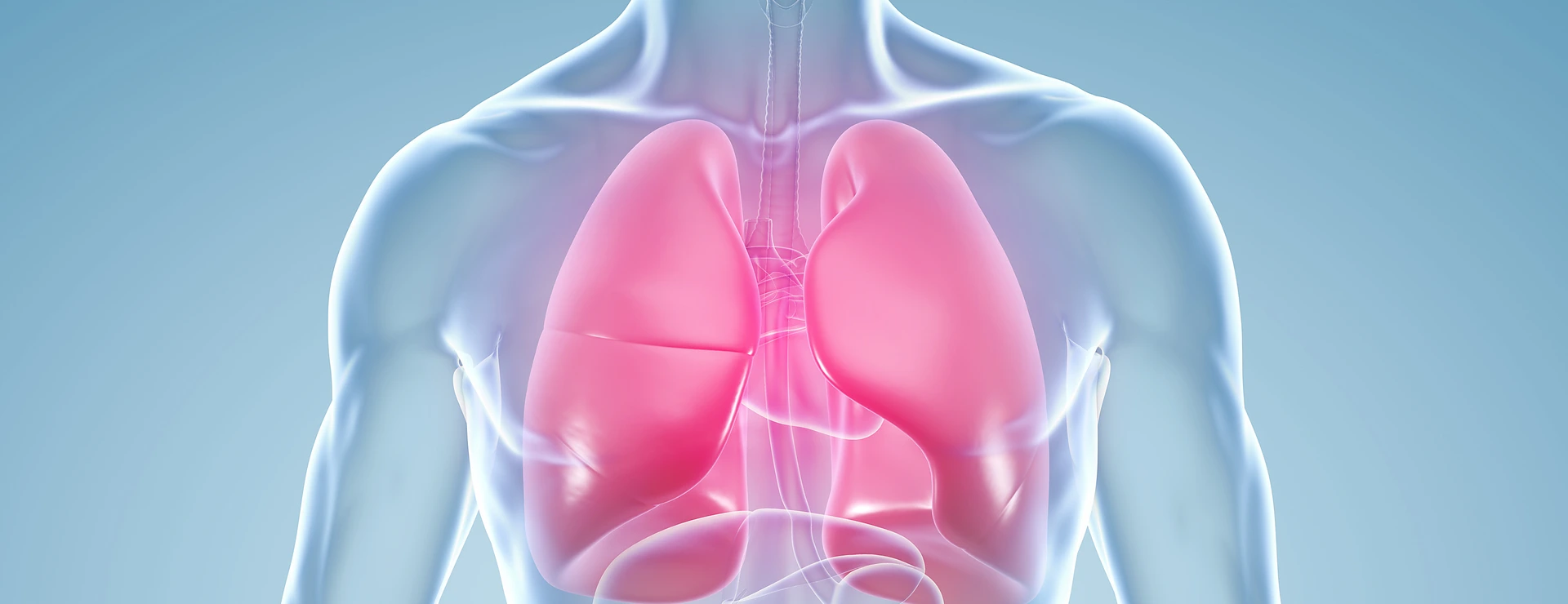 Lungenentzündung: anatomische 3D-Illustration