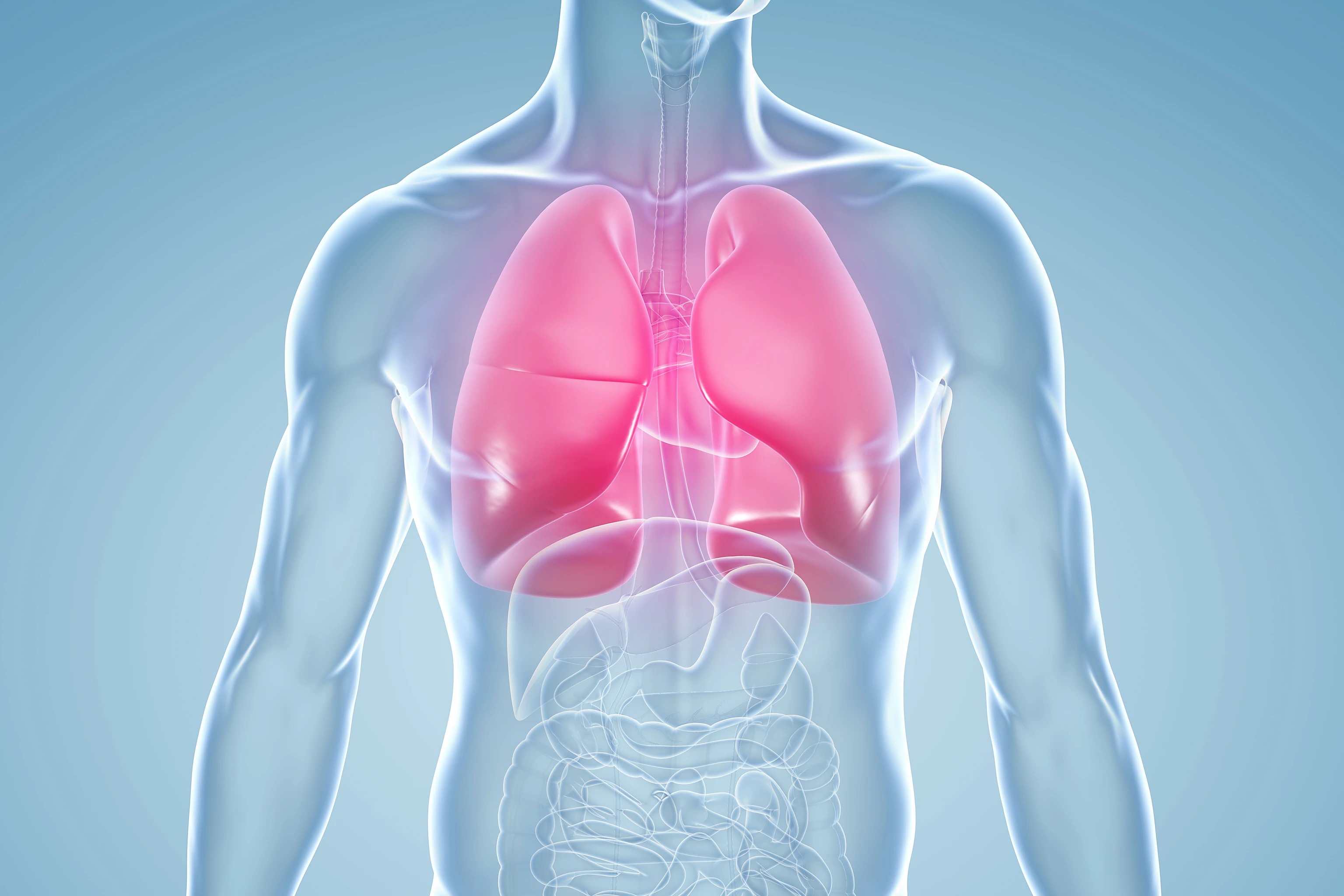 Lungenentzündung: anatomische 3D-Illustration
