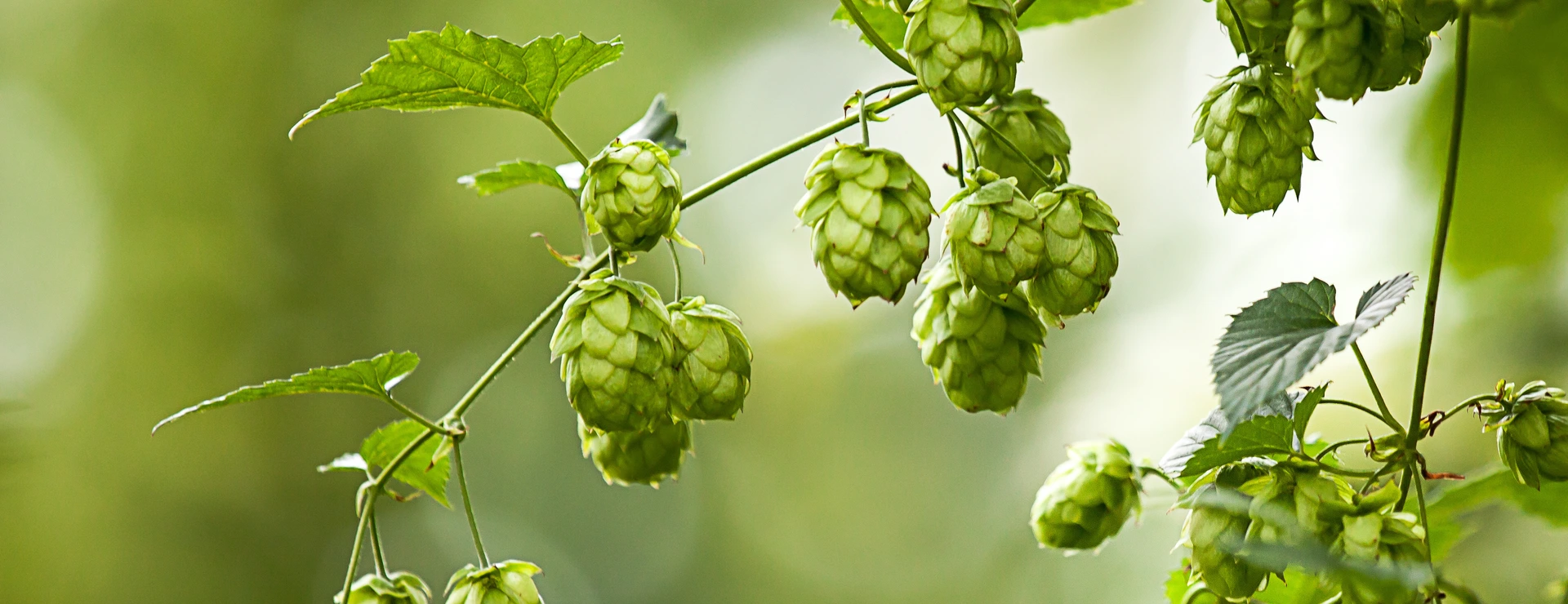 Hopfen Hallertau