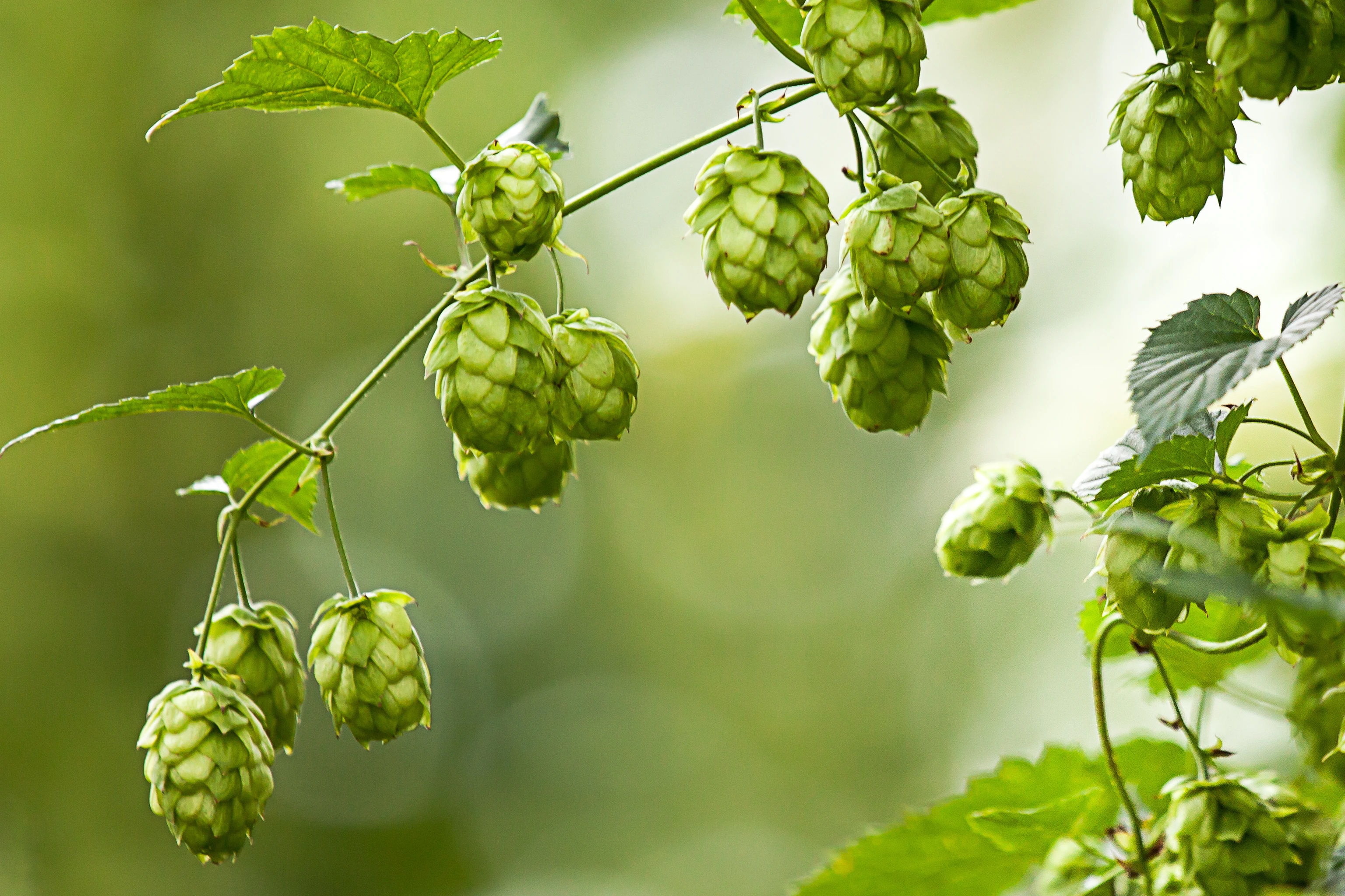Decoding the Hop Genome to Help Protect the Future of Beer in a Warming World