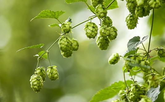 Hopfen Hallertau