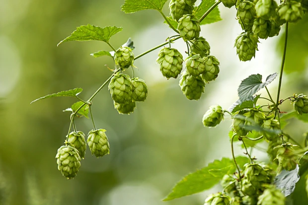Hopfen Hallertau
