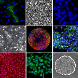 Collage Cells