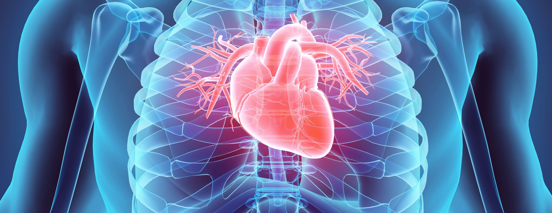 3D illustration of Heart, medical concept.