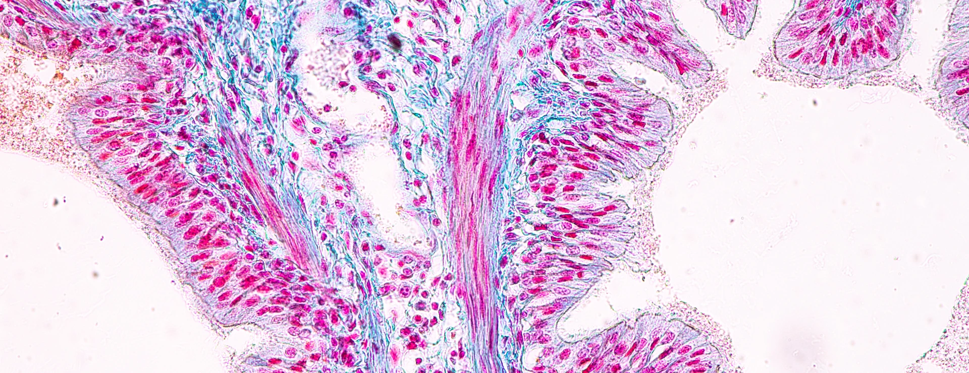 Education anatomy and Histological sample of Human under the microscope.