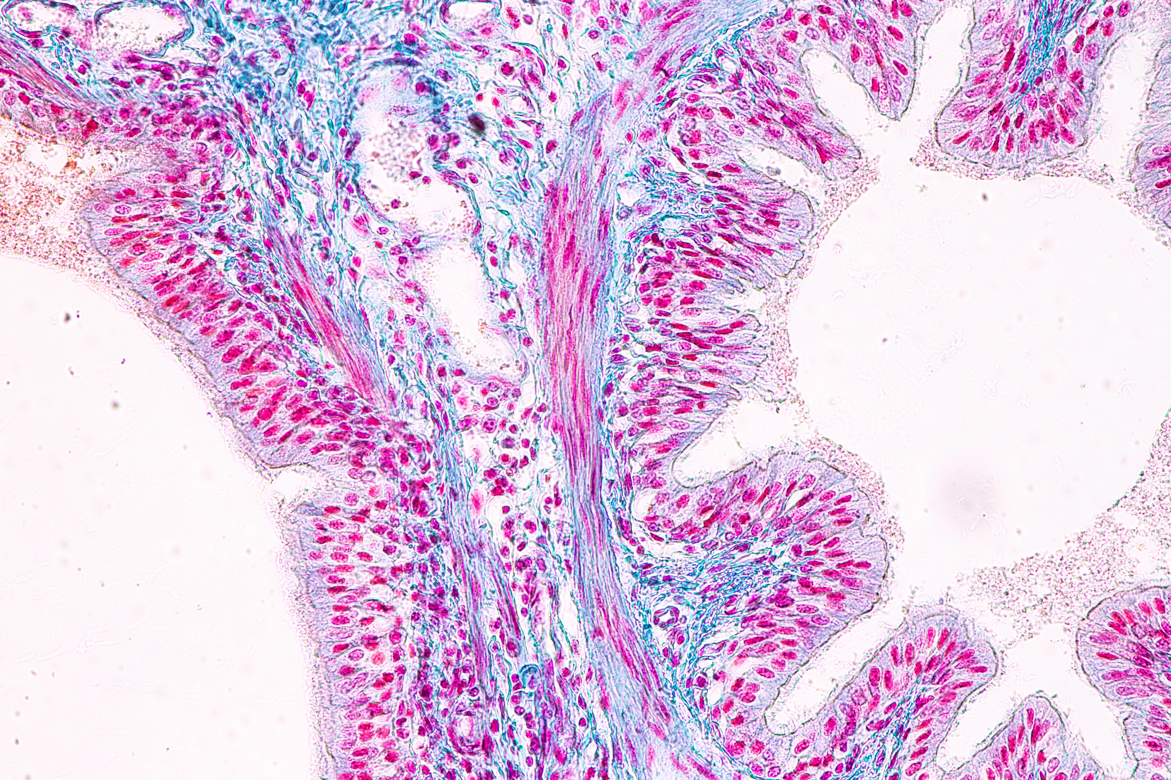 Education anatomy and Histological sample of Human under the microscope.