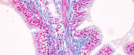 Education anatomy and Histological sample of Human under the microscope.