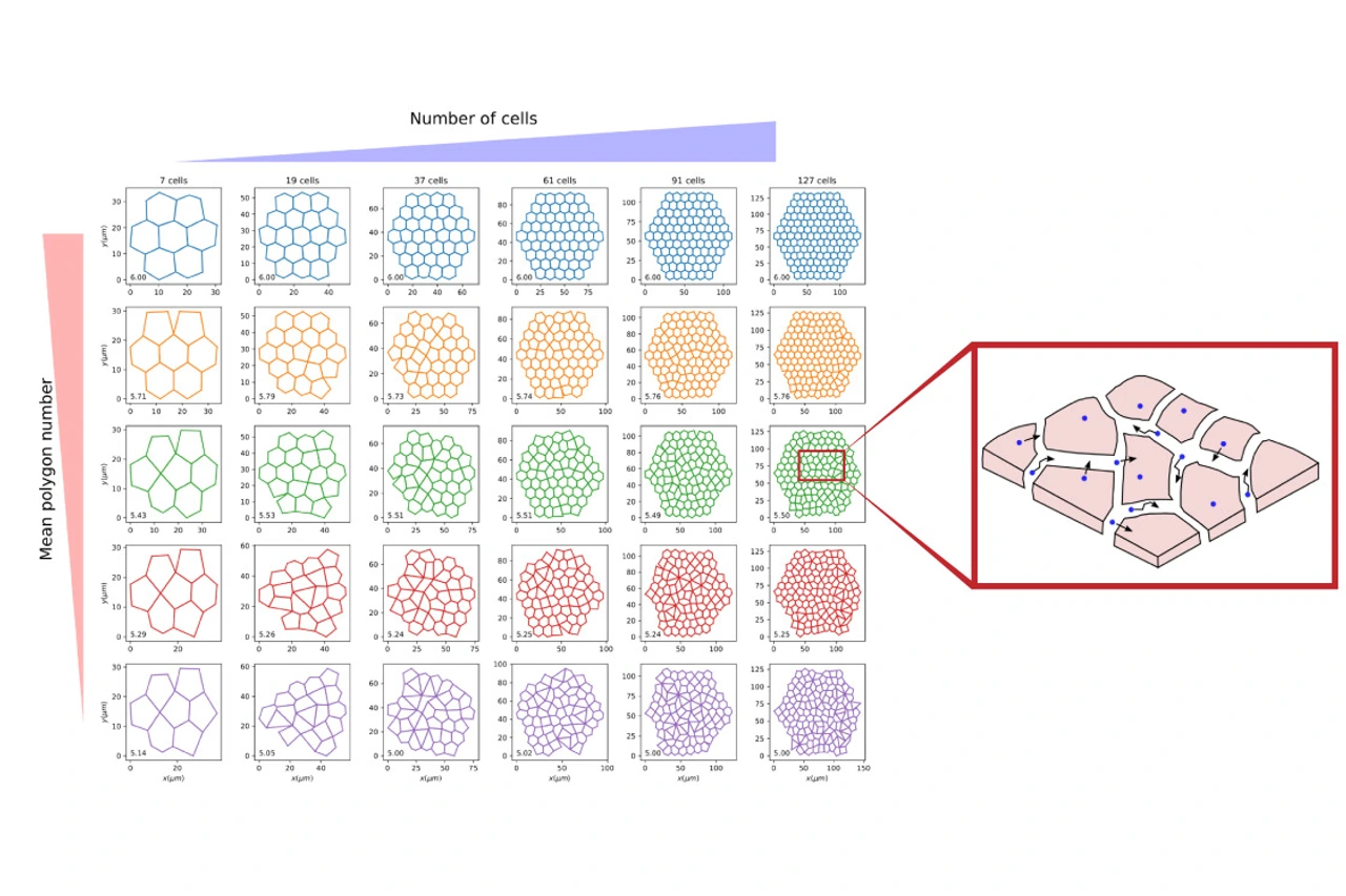 Communication is the key, also between cells.