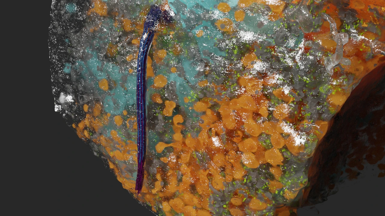 Cilium_AndreasMueller_Mueller Klena et al 2024 Nat Comms
