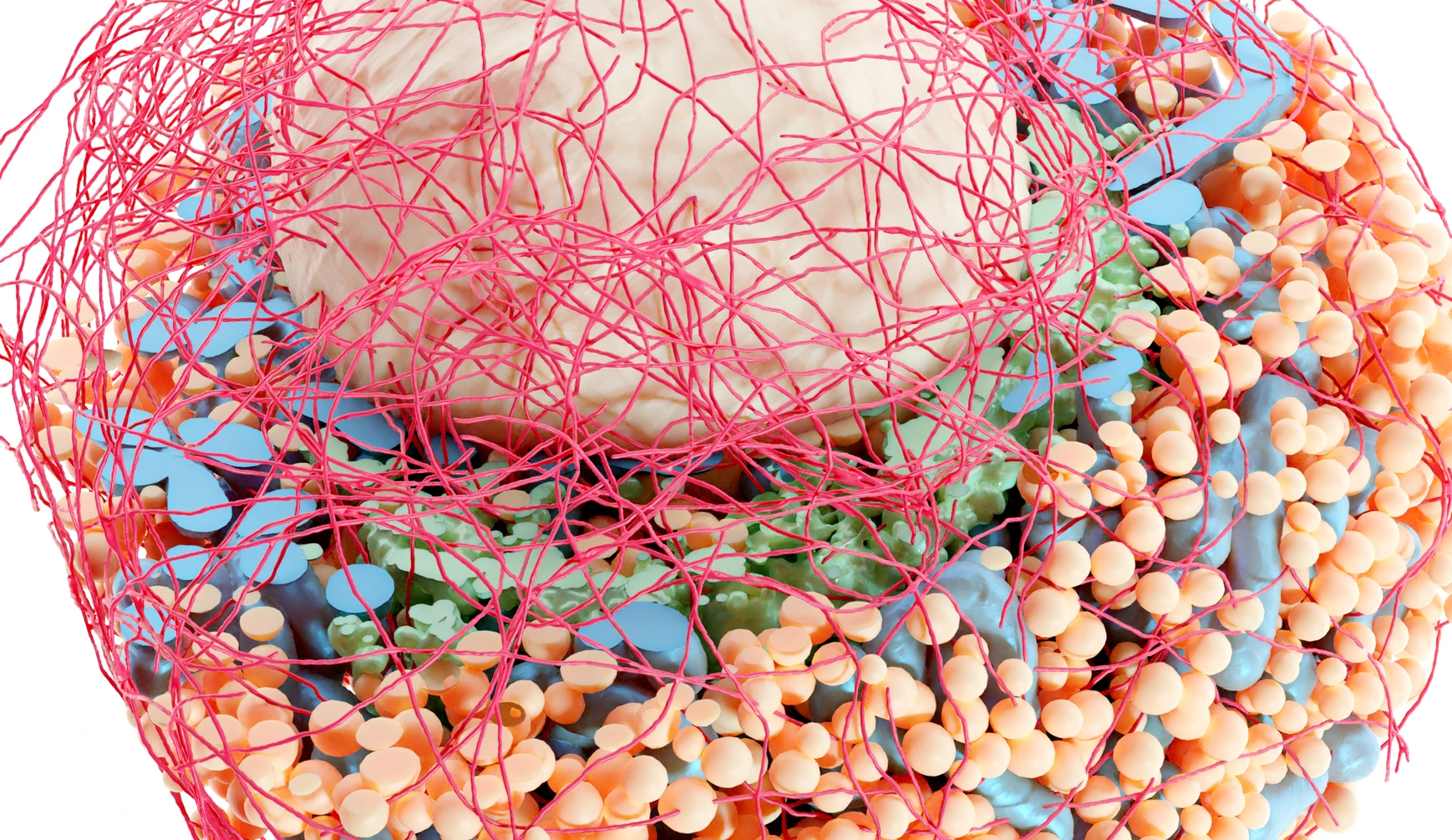 220713_InstituteStageFigure_BetaCell