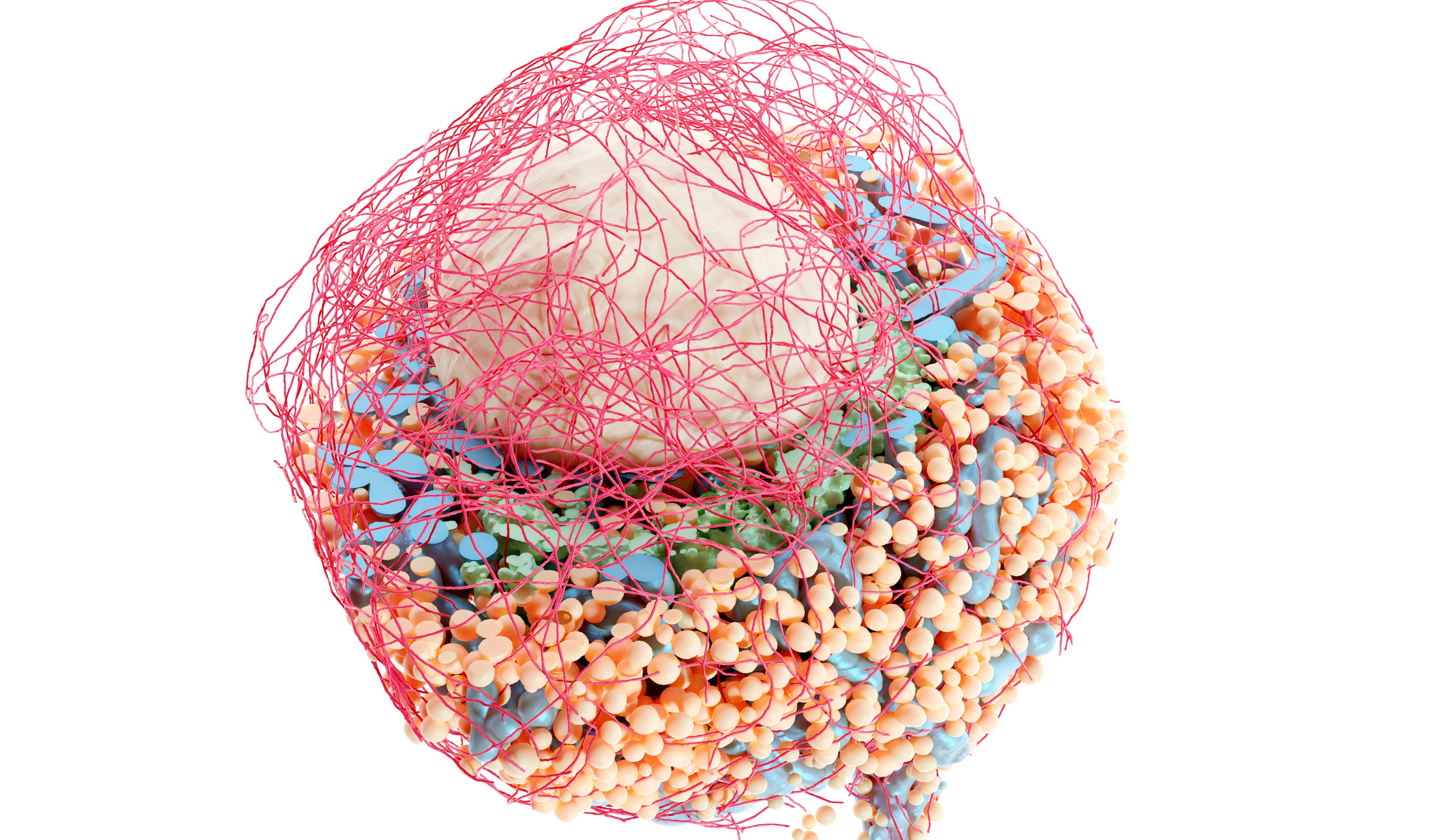 220713_InstituteStageFigure_BetaCell