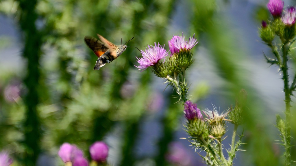 Solar park Stockbronner Hof 07