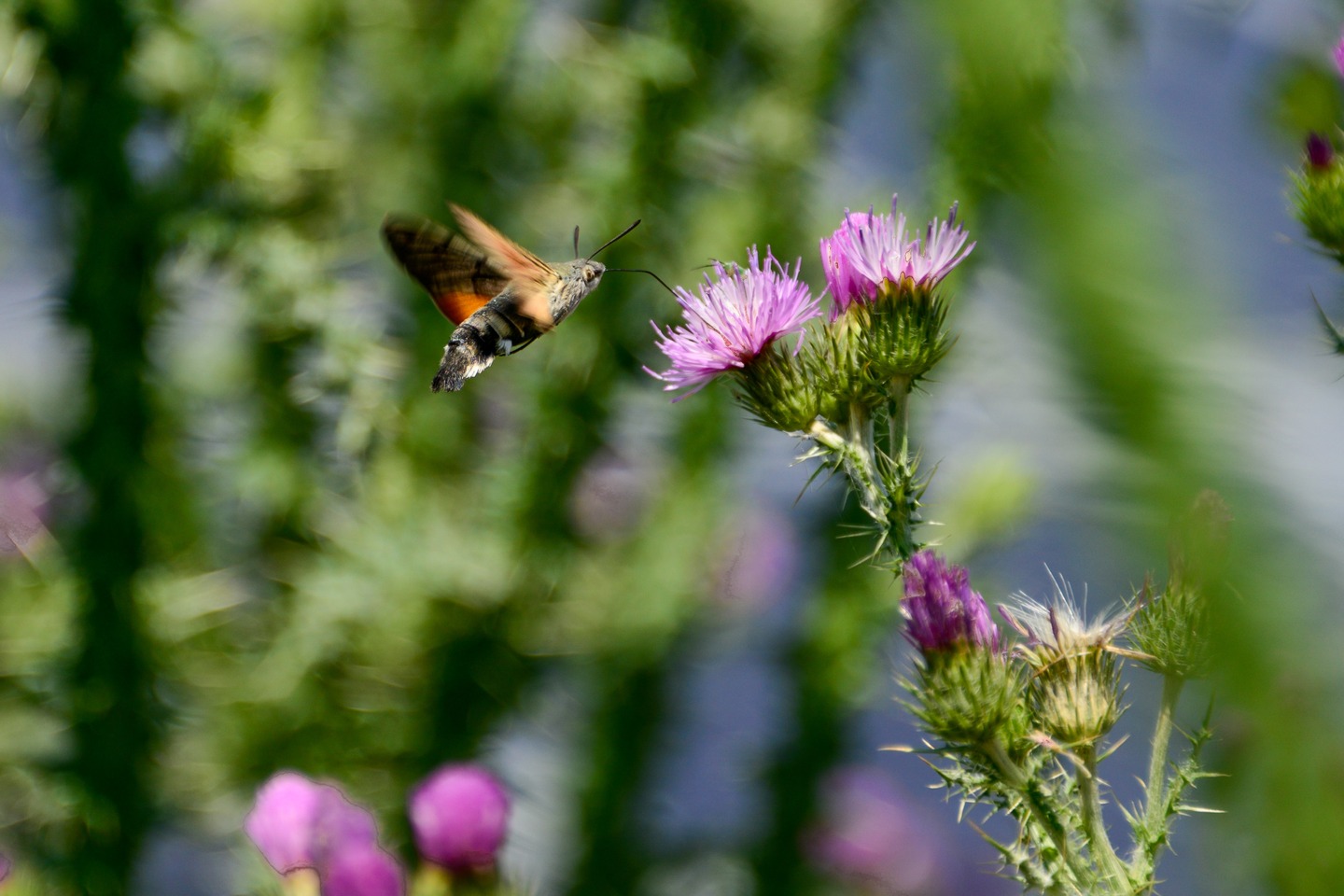Biodiversity