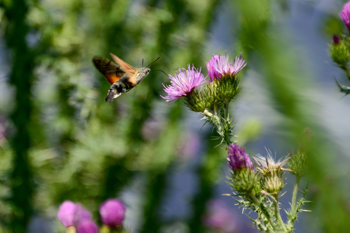 Biodiversity