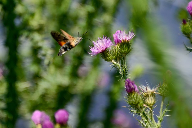 Biodiversity