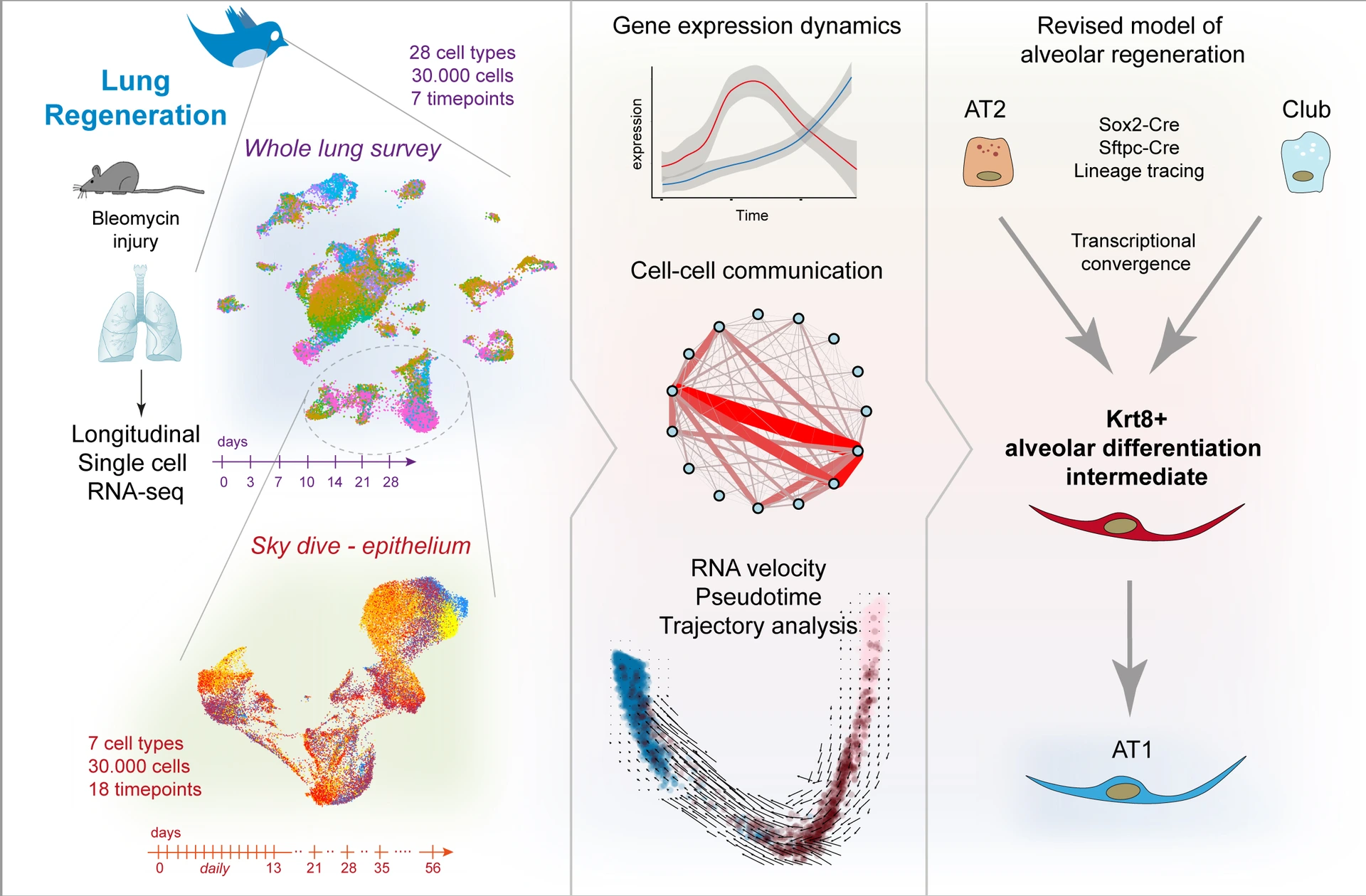 Lung Injury Regeneration