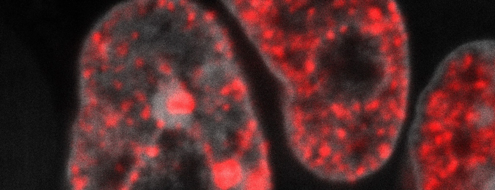 DNA replication in mouse embryonic stem cells