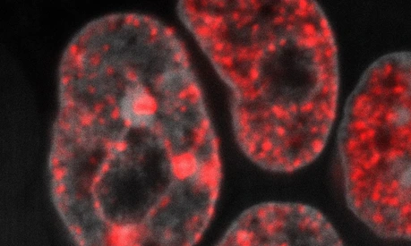 DNA replication in mouse embryonic stem cells