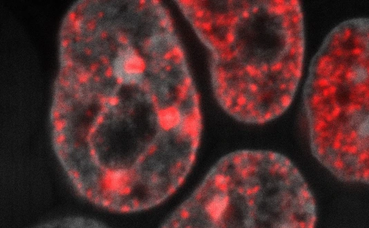 DNA replication in mouse embryonic stem cells