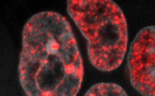 DNA replication in mouse embryonic stem cells