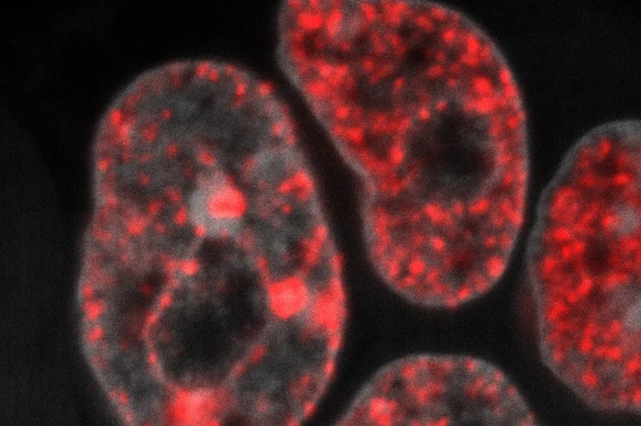 DNA replication in mouse embryonic stem cells
