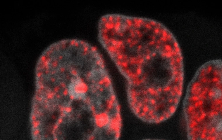DNA replication in mouse embryonic stem cells