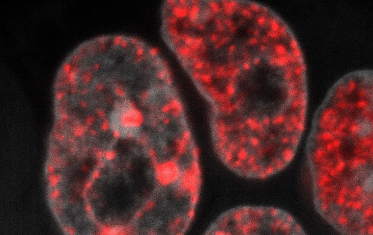 DNA replication in mouse embryonic stem cells
