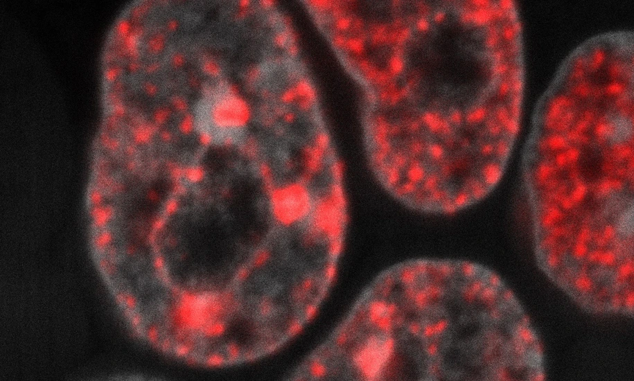 DNA replication in mouse embryonic stem cells