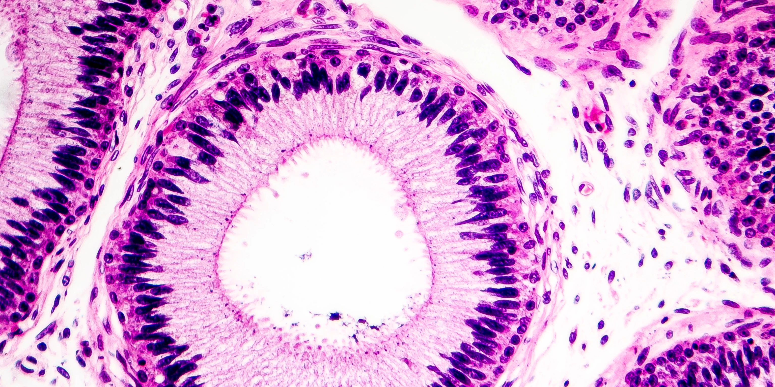 Histology of human cells