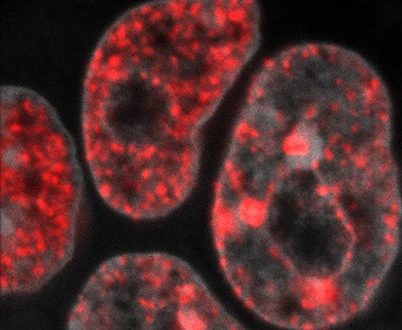 DNA replication in mouse embryonic stem cells