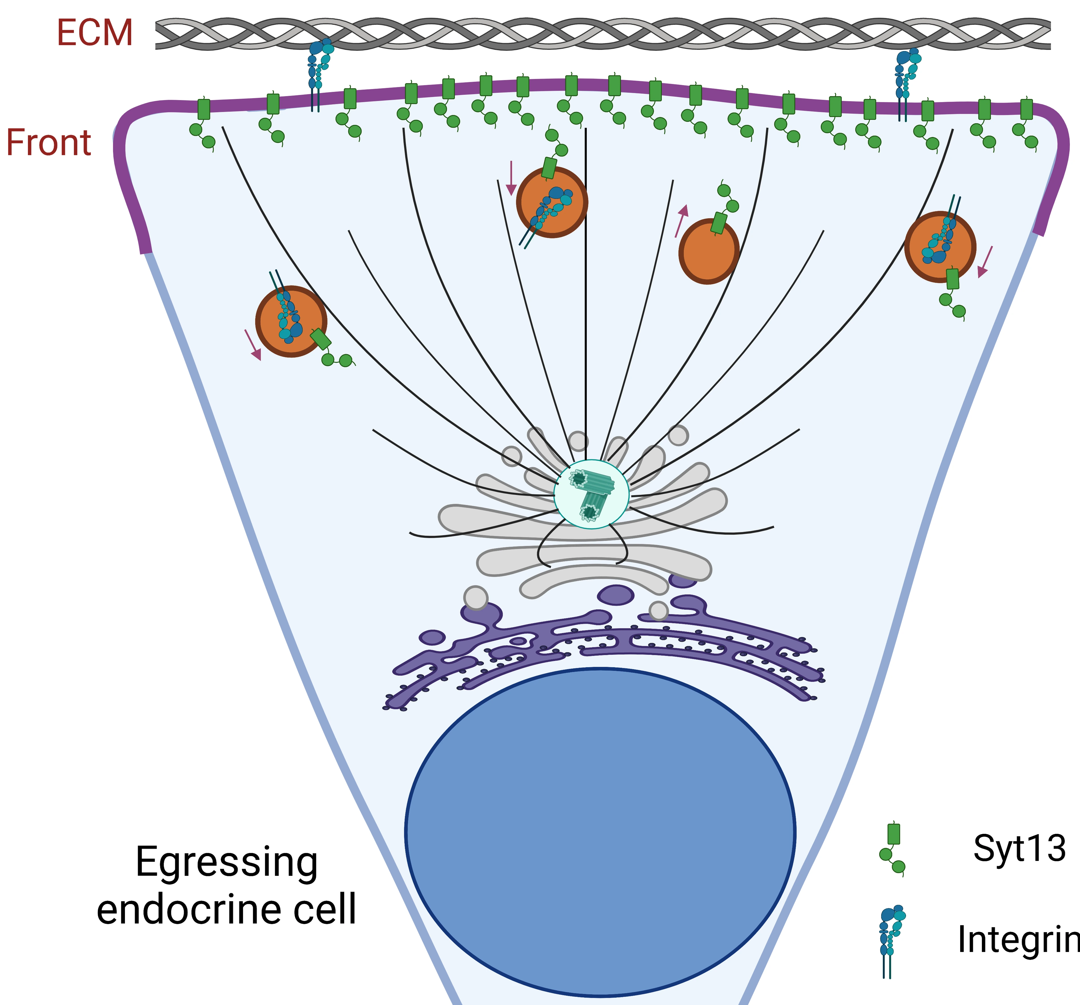 IDR_Syt13 function model