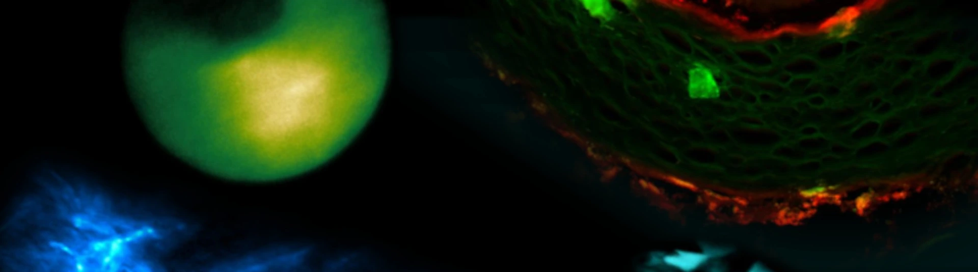 Header-ibmi
