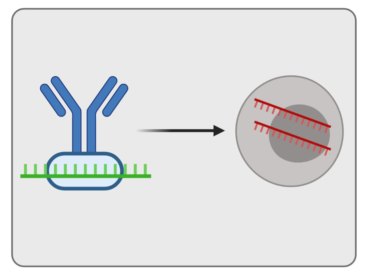 Next-generation miRNA targeting strategies