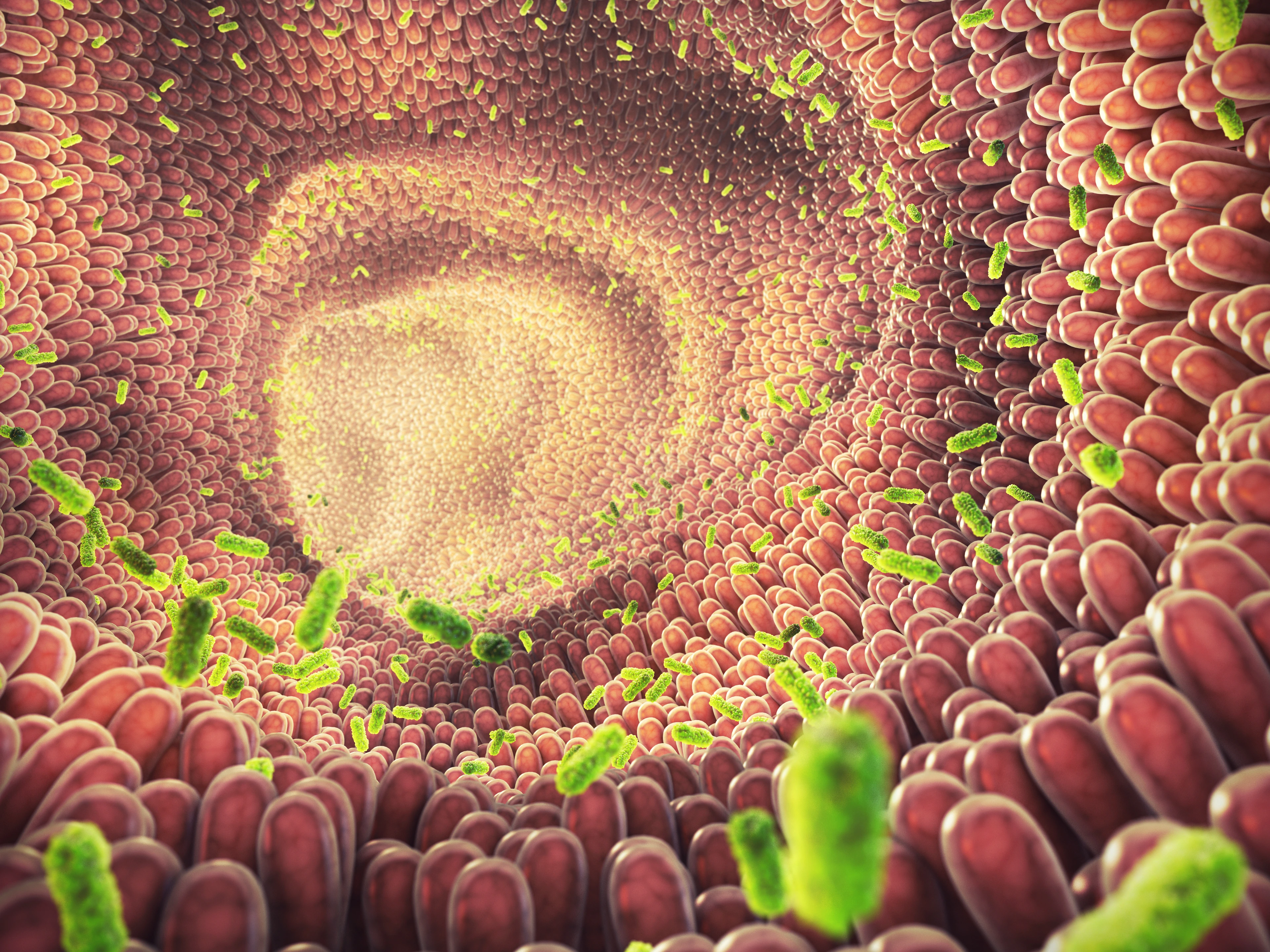 Intestinal bacteria illustration