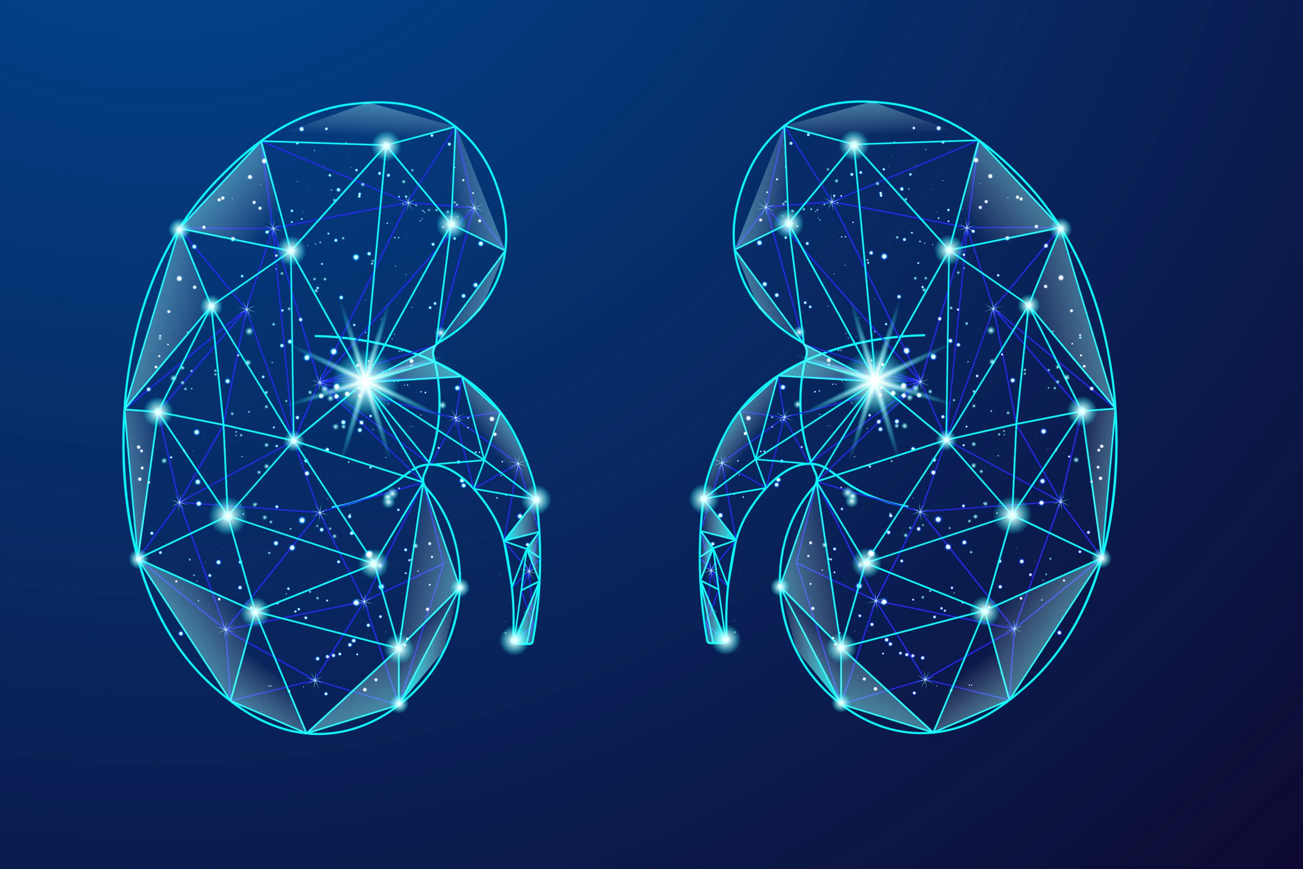 Kidney Picture AI-Generated